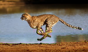 Is it a cat, or is it a card? Building differentiation as a Neobank brand